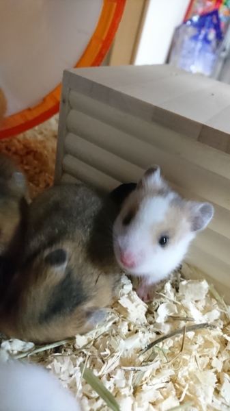 ゴールデンハムスターの里親様募集 サムネイル7