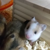 ゴールデンハムスターの里親様募集 サムネイル7