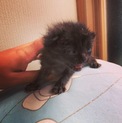 生後10日ほどの可愛い仔猫兄弟