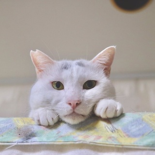 【ひこまろ】おかげ様でで里親様が決まりました！