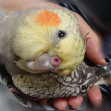 ダッコ中。さらに右手で覆ってナデナデしてうたた寝で抱っこ完成です( ; ﾟДﾟ)