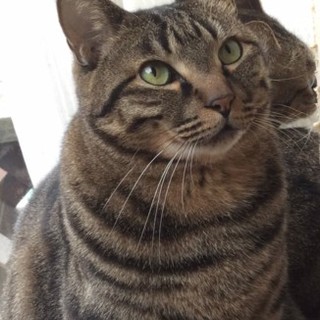 【将軍】おかげさまで里親様が決まりました。