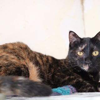 【アデル】募集終了しました