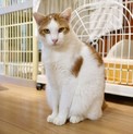 【カモ】おかげさまで里親様が決まりました。
