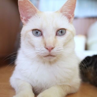 【ブロン】募集を終了しました。