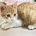 キャラメルちゃん、甘えん坊の茶トラ白の男の子