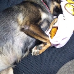 「うめちゃん、皮膚病良くなりました」サムネイル1