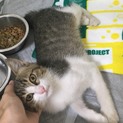 甘えん坊 キジ白子猫♂(3ヶ月)ﾜｸﾁﾝ済