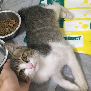 甘えん坊 キジ白子猫♂(3ヶ月)ﾜｸﾁﾝ済