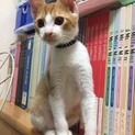 茶白の王子様 フォルテくん人馴れ抜群