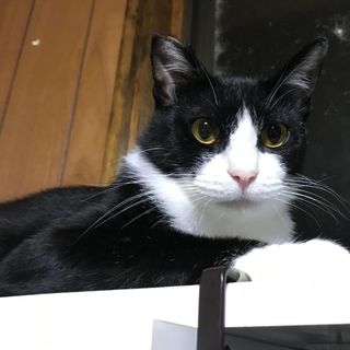 【ハチワレ】愛嬌のあるピアちゃん