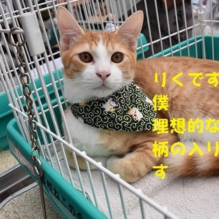 理想的な柄の入り方　茶白のリクくん