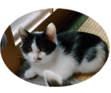 黒白はちわれの女の子 新潟県 猫の里親募集 ペットのおうち 月間利用者150万人 黒白はちわれの女の子 新潟県 猫の里親募集 ペットのおうち 月間利用者150万人