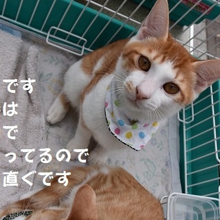 前髪真っ直ぐ！茶白のカイ君