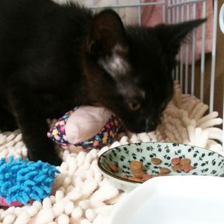 真っ黒な黒猫♪とっても可愛い女の子です