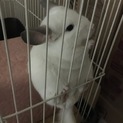 チンチラ里親募集お願いします