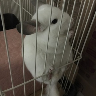 チンチラ里親募集お願いします