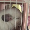 チンチラ里親募集お願いします サムネイル3
