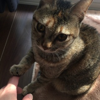 二歳半程度 メス猫