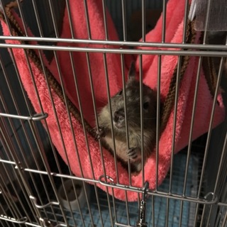 デグー里親募集