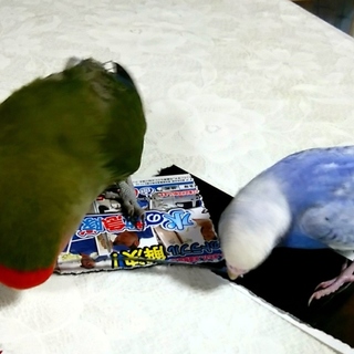 里親さん決定しました！皆様、ありがとうございました