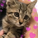 里親決定！ありがとうございました