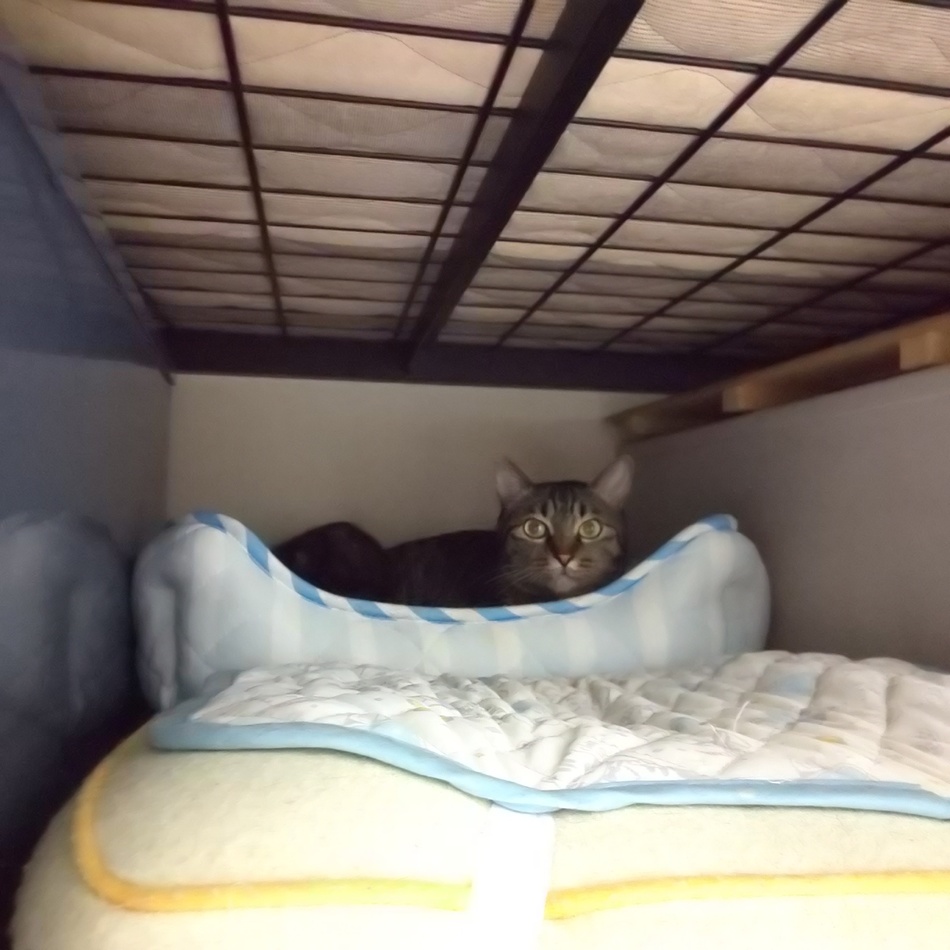 トラオ(トラかあさん)のカバー写真