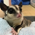 フクロモモンガノーマル♀、ハムスター♀募集終了