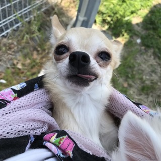 甘えん坊チワワ
