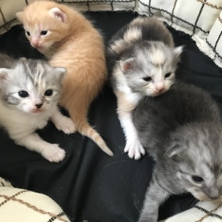 美形の小型ママ猫から生まれた子猫達☆