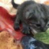 美形の小型ママ猫から生まれた子猫達☆ サムネイル4