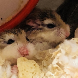 ロボロフスキー オス1匹