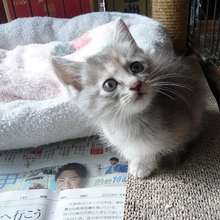 ちびっこグレーちゃん①