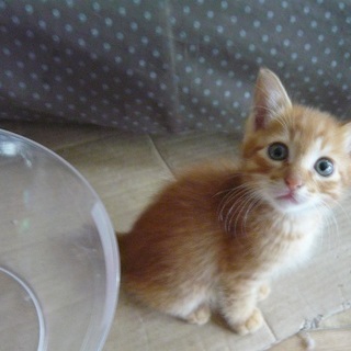 ちびっこ茶トラ君③