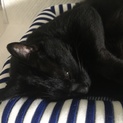 甘えん坊の黒猫メス6ヶ月くらい