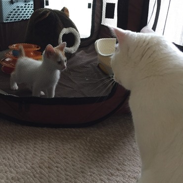 おにいちゃん、よろしくね