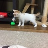 おにいちゃんのおもちゃ、もらった