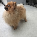 7歳の人懐っこいポメラニアン♂