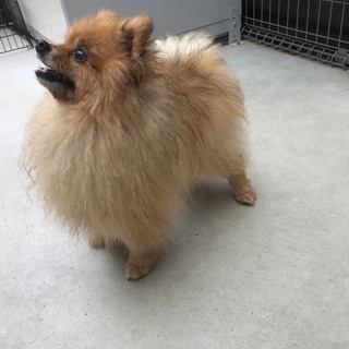 7歳の人懐っこいポメラニアン♂