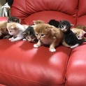 長毛MIX子猫