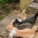 猫ちゃん達の家族になりませんか？