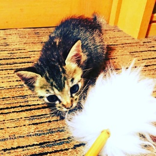 仔猫ちゃんの里親様募集。