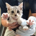 子猫の里親急募☆