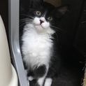 人馴れバツグン！長毛ハチワレ仔猫