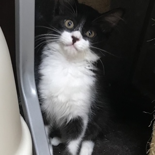 人馴れバツグン！長毛ハチワレ仔猫
