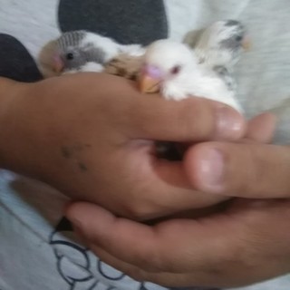 ヒナ産まれました