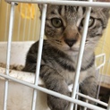 子猫飼ってくださる方募集します！