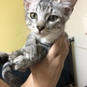 子猫飼ってくださる方募集しています！