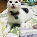 【交渉中です】誰とでも仲良しになっちゃう福ちゃん