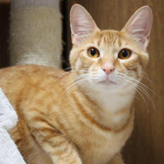 男前で無邪気☆茶トラのサムくん